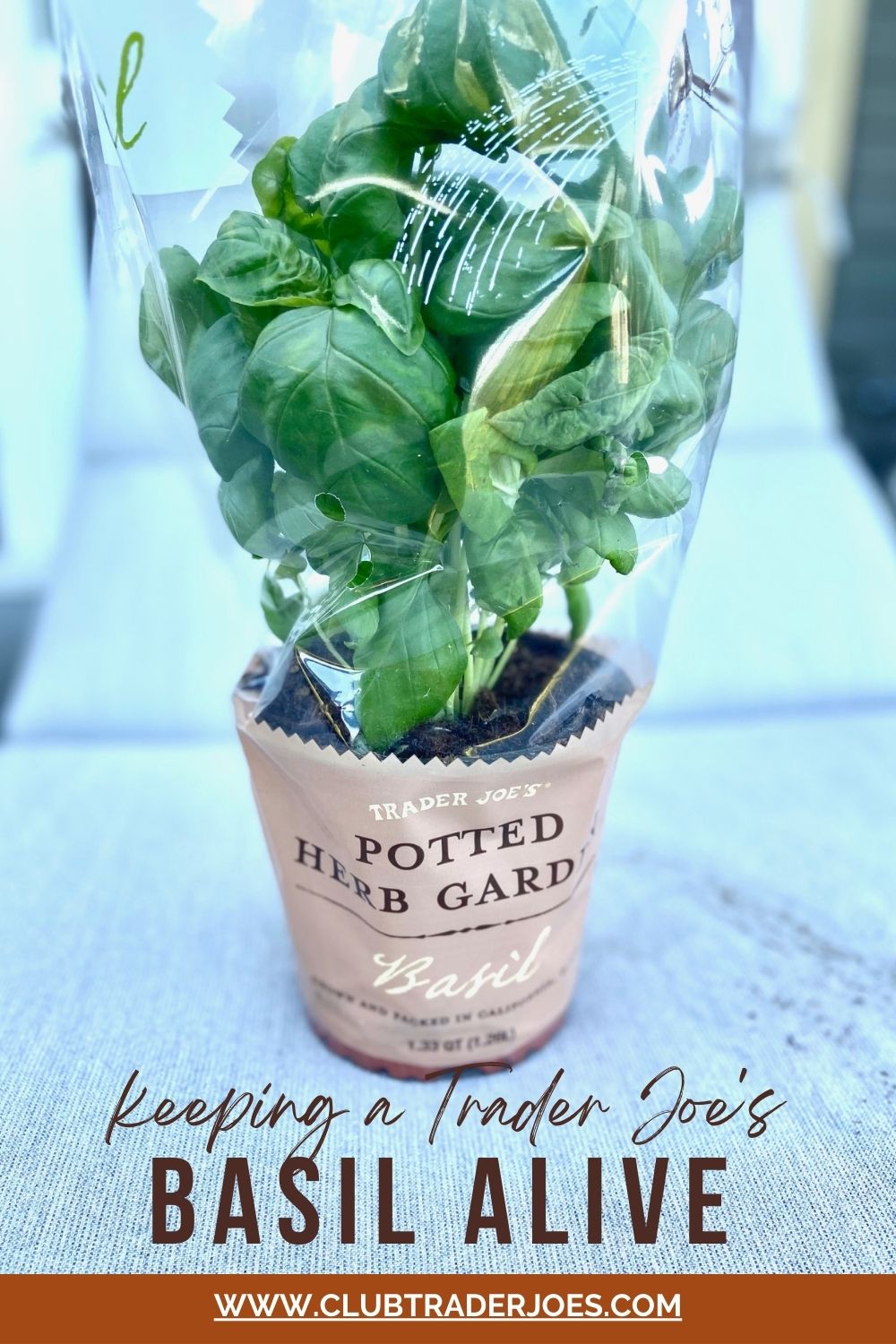 Trader Joe's Basil Plant Alive