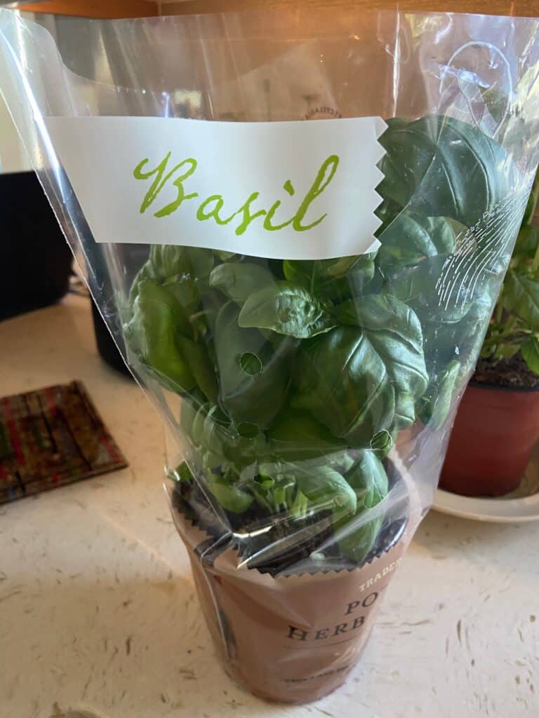 How to keep a Trader Joe’s Basil Plant Alive Club Trader Joe's