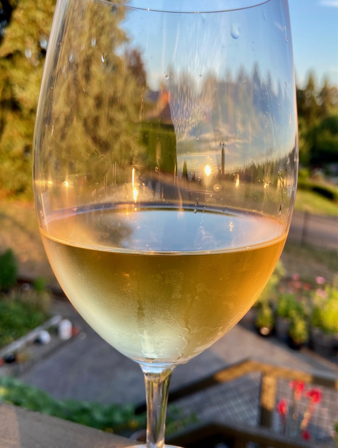 Trader Joe's Coastal Chardonnay in a glass