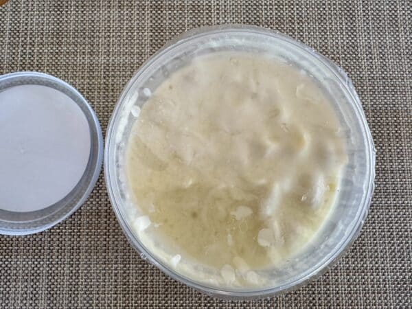 Trader Joe's Creamy Mac and Cheese in the plastic container